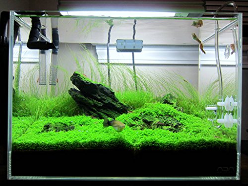 Aquarium Plants Factory Dwarf Baby Tears Tissue Culture Live Aquarium Plants