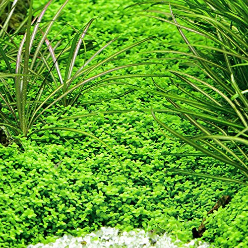 Aquarium Plants Factory Dwarf Baby Tears Tissue Culture Live Aquarium Plants