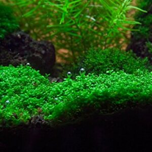 Aquarium Plants Factory Dwarf Baby Tears Tissue Culture Live Aquarium Plants