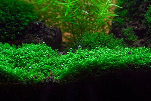 Aquarium Plants Factory Dwarf Baby Tears Tissue Culture Live Aquarium Plants