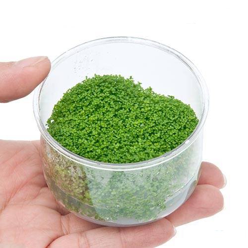 Aquarium Plants Factory Dwarf Baby Tears Tissue Culture Live Aquarium Plants