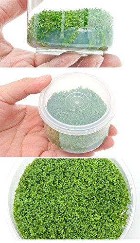 Aquarium Plants Factory Dwarf Baby Tears Tissue Culture Live Aquarium Plants