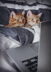 two cats in bed - avanti funny anniversary card