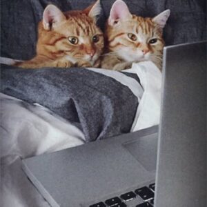 Two Cats In Bed - Avanti Funny Anniversary Card