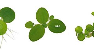 G’z Aquarium Floating Plants Package #1, 12 Amazon Frogbit, 12 Dwarf Water Lettuce, 12 Water Spangles