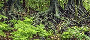 Reptile Habitat Background; Rain Forest Ferns & Roots, for 48Lx18Wx24H Terrarium, 3-Sided Wraparound