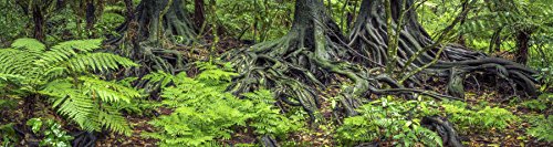 Reptile Habitat Background; Rain Forest Ferns & Roots, for 48Lx18Wx24H Terrarium, 3-Sided Wraparound