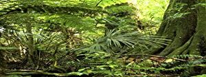 Reptile Habitat Background; Rain Forest, for 36Lx18Wx18H Terrarium, 3-Sided Wraparound
