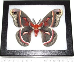 bicbugs hyalophora cecropia male real framed moth usa