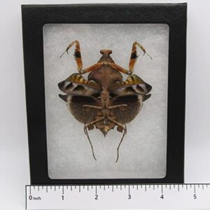 bicbugs deroplatys lobata female real framed praying mantis dead leaf