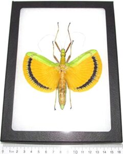 bicbugs tagessoidea nigrofasciata real framed walking leaf stick bug yellow green malaysia