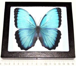 bicbugs morpho peleides male real framed butterfly blue peru