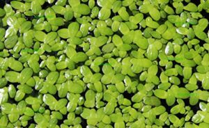 duckweed (lemna minor) - 100/200/500 live plants (500) by aqua habit