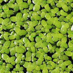 Duckweed (Lemna Minor) - 100/200/500 Live Plants (500) by Aqua Habit