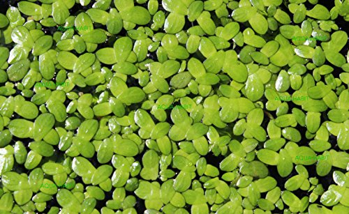 Duckweed (Lemna Minor) - 100/200/500 Live Plants (500) by Aqua Habit