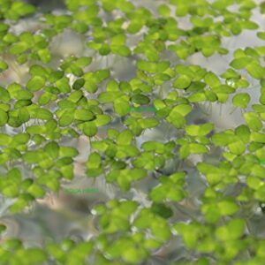 Duckweed (Lemna Minor) - 100/200/500 Live Plants (500) by Aqua Habit