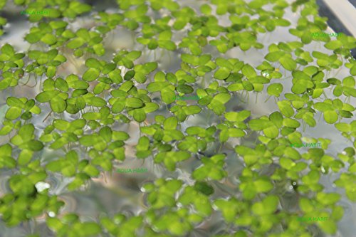 Duckweed (Lemna Minor) - 100/200/500 Live Plants (500) by Aqua Habit