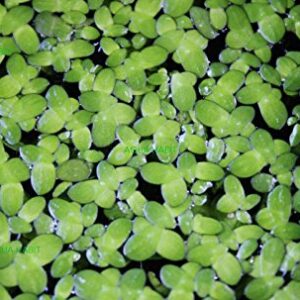 Duckweed (Lemna Minor) - 100/200/500 Live Plants (500) by Aqua Habit