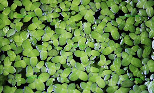 Duckweed (Lemna Minor) - 100/200/500 Live Plants (500) by Aqua Habit