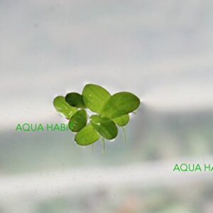 Duckweed (Lemna Minor) - 100/200/500 Live Plants (500) by Aqua Habit