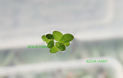 Duckweed (Lemna Minor) - 100/200/500 Live Plants (500) by Aqua Habit