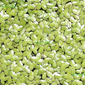 Duckweed (Lemna Minor) - 100/200/500 Live Plants (500) by Aqua Habit