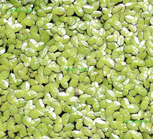 Duckweed (Lemna Minor) - 100/200/500 Live Plants (500) by Aqua Habit