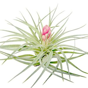 large air plants - 1 hybrid no. 1-4 to 6 inch air plant - color & form varies by season - 30 day guarantee on tillandsia from the drunken gnome (1, one size 4-6")