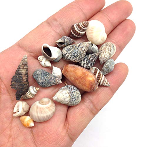 PEPPERLONELY Indian Ocean Small Mix Sea Shells, Small Shells Mixed, 8 OZ Apprx. 300+ PC Shells, 1/4 Inch ~ 1 Inch