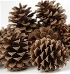 all things bunnies just plain old pine cones