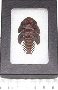 bicbugs platerodrilus dulticola real framed prehistoric firefly insect horseshoe crab rare