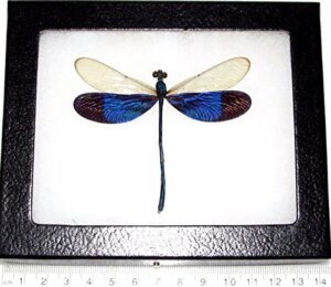 bicbugs neurobasis kaupi real framed blue clear wings dragonfly damselfly indonesia