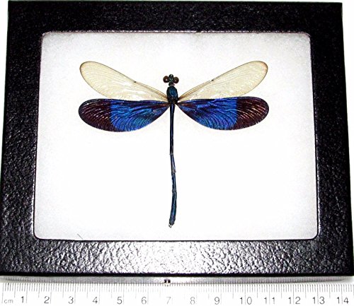 BicBugs Neurobasis kaupi Real Framed Blue Clear Wings Dragonfly DAMSELFLY Indonesia