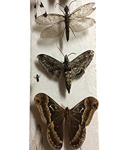 Phusis Stainless Steel Insect Pins - Size #5 - Set of 100 - for Entomology, Dissection and Butterfly Collections (#5)…