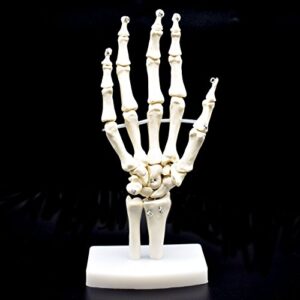 human hand skeleton model on base, hand bone,life size, articulated