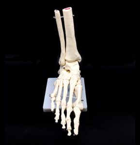 human foot skeleton model on base, foot bone,life size, for science classroom study display teaching medical