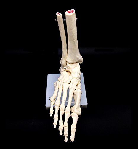 Human Foot Skeleton Model on Base, Foot Bone,Life Size, for Science Classroom Study Display Teaching Medical