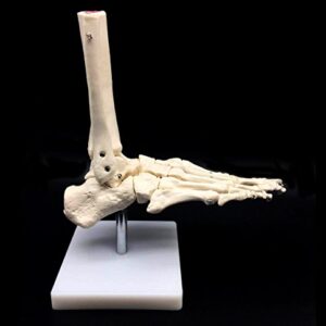 Human Foot Skeleton Model on Base, Foot Bone,Life Size, for Science Classroom Study Display Teaching Medical