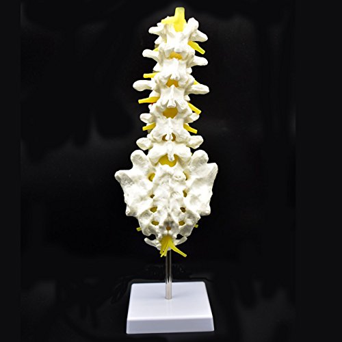 Medical Human Lumbar Spine Demonstration Model Anatomical Model Lumbar Vertebrae Sacrum & Coccyx, with Herniation Disc,for Science Classroom Study Display Teaching Medical Model 15 Inch Hight