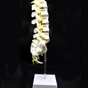 Medical Human Lumbar Spine Demonstration Model Anatomical Model Lumbar Vertebrae Sacrum & Coccyx, with Herniation Disc,for Science Classroom Study Display Teaching Medical Model 15 Inch Hight