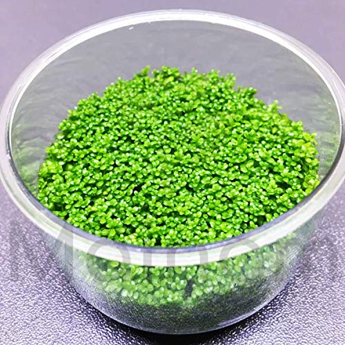 Mainam (1-Cup) Dwarf Baby Tears Carpet Imported Direct from Grower Live Aquarium Plants Decoration Tissue Culture for Freshwater Aquatic Plant Tank