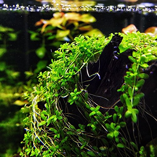 Mainam (1-Cup) Dwarf Baby Tears Carpet Imported Direct from Grower Live Aquarium Plants Decoration Tissue Culture for Freshwater Aquatic Plant Tank