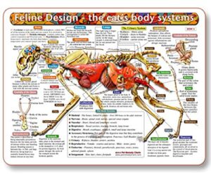feline design-the cat's body systems - a double-sided, laminated cat anatomy chart: a learning and teaching chart