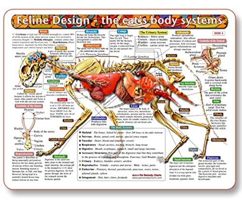 Feline Design-The Cat's Body Systems - A Double-Sided, Laminated Cat Anatomy Chart: A Learning and Teaching Chart