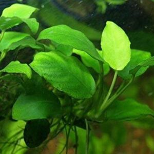 Anubias Barteri Coin Leaves Live Aquarium Plants Freshwater Rhizome 3 Days Live Guaranteed by Mainam