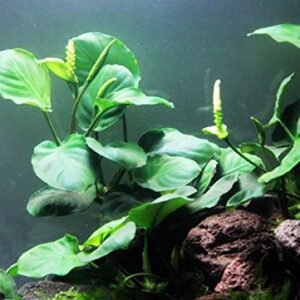 Anubias Barteri Coin Leaves Live Aquarium Plants Freshwater Rhizome 3 Days Live Guaranteed by Mainam