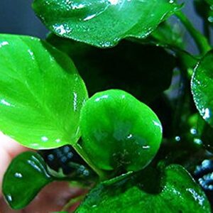 Anubias Barteri Coin Leaves Live Aquarium Plants Freshwater Rhizome 3 Days Live Guaranteed by Mainam