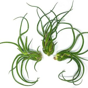 Octopus Air Plant, Caput Medusae Giant Air Plant (3PK), Tillandsia Air Plants Live Houseplants Bromeliad Terrarium Indoor Plants Live Plants Indoor House Plants for Air Plant Holder by Plants for Pets