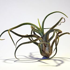 Octopus Air Plant, Caput Medusae Giant Air Plant (3PK), Tillandsia Air Plants Live Houseplants Bromeliad Terrarium Indoor Plants Live Plants Indoor House Plants for Air Plant Holder by Plants for Pets