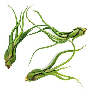 Octopus Air Plant, Caput Medusae Giant Air Plant (3PK), Tillandsia Air Plants Live Houseplants Bromeliad Terrarium Indoor Plants Live Plants Indoor House Plants for Air Plant Holder by Plants for Pets